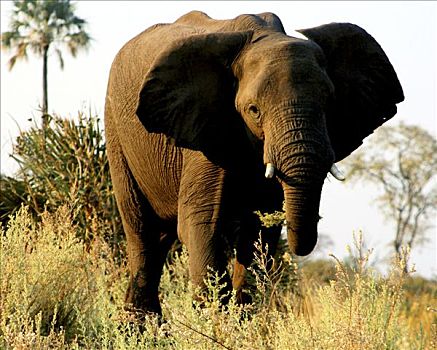 非洲象,放牧,树林,国家公园,纳米比亚