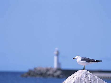 蓝天,海鸥