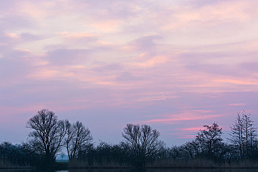 秃树,日出,黑森州,德国