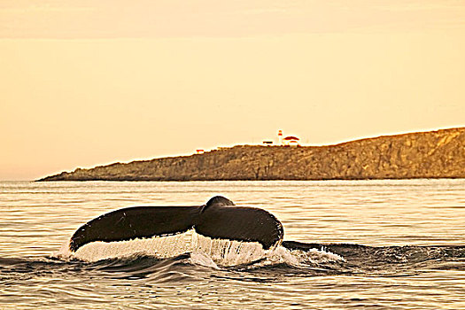 驼背鲸,大翅鲸属,鲸鱼,冰山,小路,纽芬兰,拉布拉多犬,加拿大