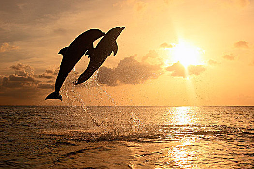 两个,宽吻海豚,海豚,成年,跳跃,室外,海洋,洪都拉斯,加勒比,中美洲,拉丁美洲