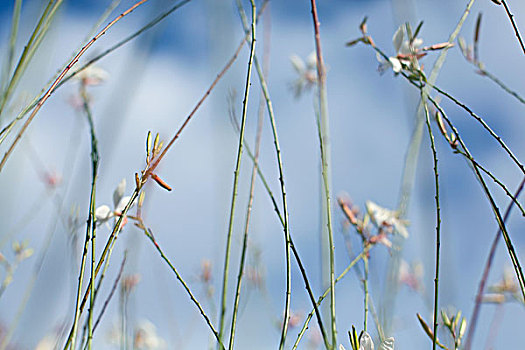 野花