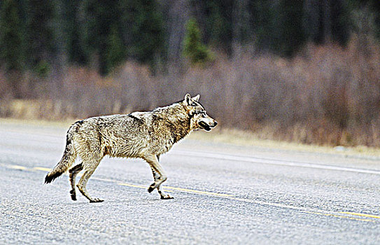 狼,穿过,公路,罗伯逊山省立公园,不列颠哥伦比亚省,加拿大