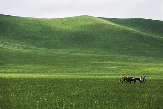 人,马,草地,内蒙古,中国