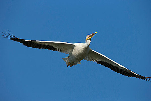白色,鹈鹕,飞行,美洲白鹈鹕,湿地,佛罗里达,美国
