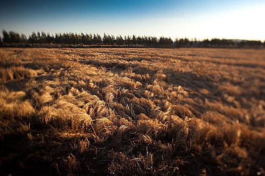 收割的稻田,黑龙江海林