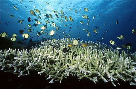 网纹状,几个,种类,小,珊瑚鱼,悬空,高处,生物群,巴厘岛,印度尼西亚