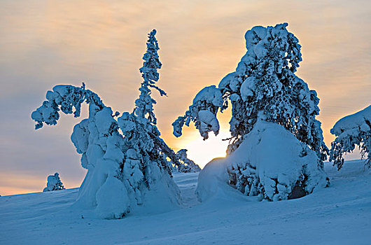太阳,云,雪,木头,寒冷,北极,冬天,库萨莫,区域,拉普兰,芬兰,欧洲