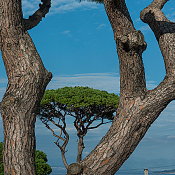 树,天空,卡普里岛,坎帕尼亚区,意大利
