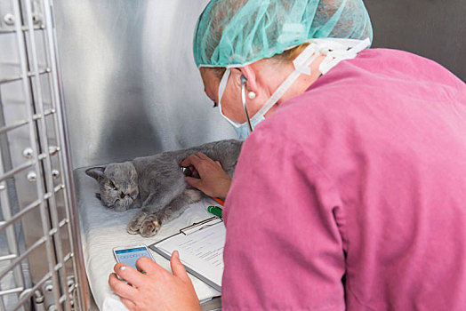 猫,兽医,恢复,区域,手术,协助,检查,心脏