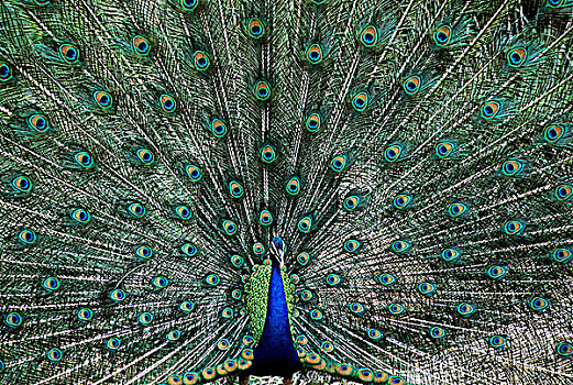 印度,孔雀,蓝孔雀,展示,羽毛,泰米尔纳德邦