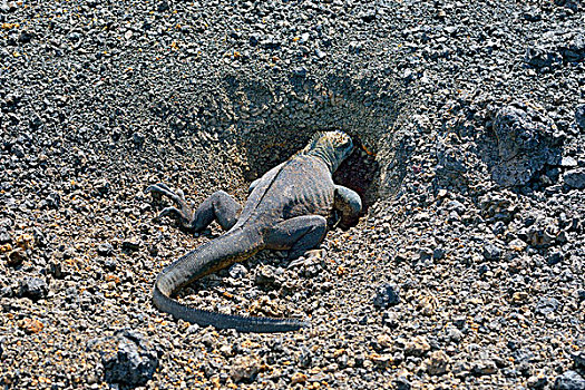 海鬣蜥,挖,洞穴,加拉帕戈斯,厄瓜多尔,南美