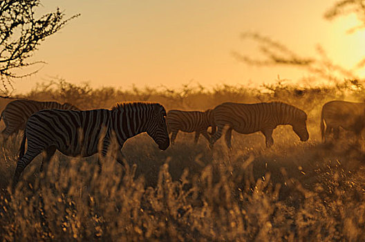 斑马,马,放牧,日落,埃托沙国家公园,纳米比亚,非洲