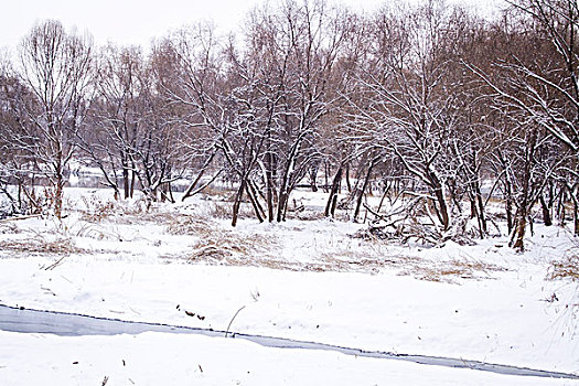 雪景