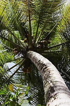 仰视,棕榈树,波多黎各