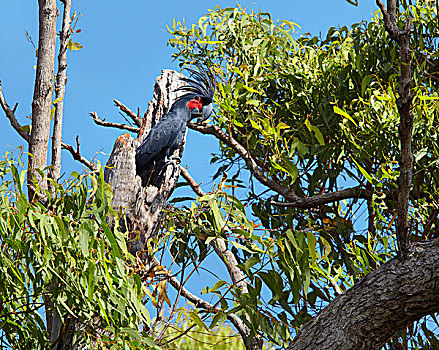 手掌,美冠鹦鹉,出现,窝,桉树,铁矿脉,约克角,澳大利亚