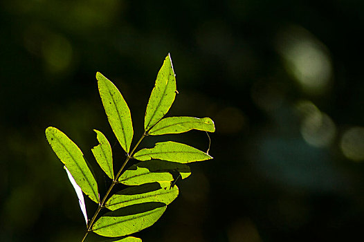 特写下的植物