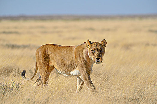 雌狮,狮子,干燥,草地,埃托沙国家公园,纳米比亚,非洲