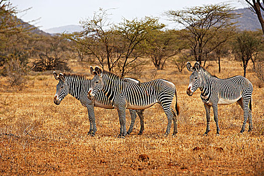 斑马,细纹斑马,禁猎区,肯尼亚