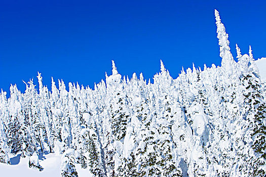 树林,积雪,蓝天