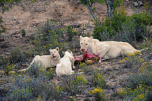 非洲狮,狮子,白色,成年,女性,幼小,吃,瞪羚,野生动植物保护区,南非