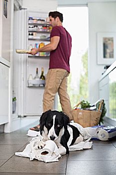 狗,咀嚼,向上,卫生纸,厨房