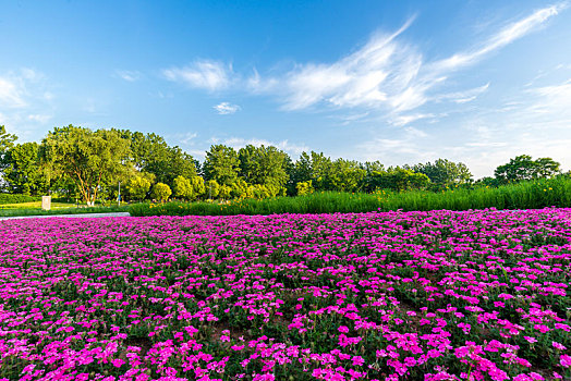 鲜花盛开的左岸花海