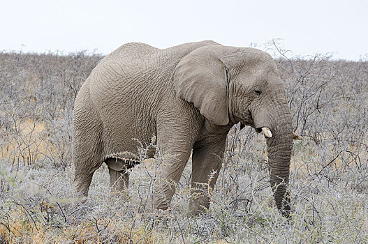 非洲,灌木,大象,非洲象,埃托沙国家公园,区域,纳米比亚