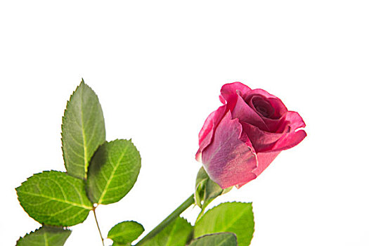 粉红玫瑰,茎,叶子,白色背景,背景