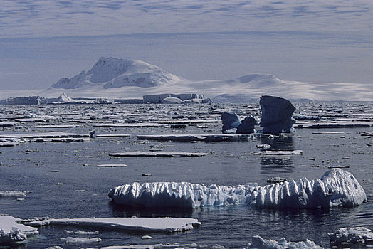 南极半岛,区域,山峦,漂浮,冰