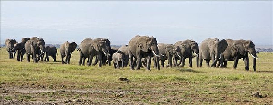 肯尼亚,安伯塞利国家公园,大,非洲象,移动,开阔地,沼泽,区域