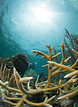 水下呼吸管,框架,硬珊瑚