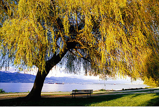 柳树,公园,海滩,温哥华,加拿大