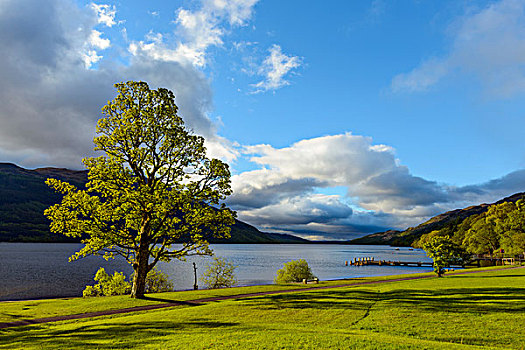 枫树,湖,岸边,洛蒙德湖,苏格兰,英国
