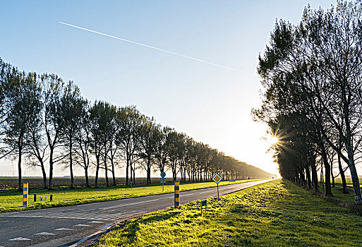 乡村,树林,道路,弗莱福兰,荷兰,欧洲