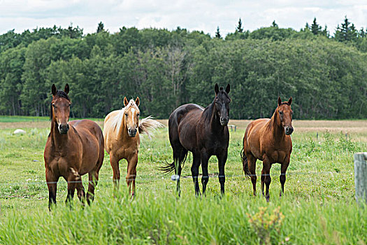 四个,马,站立,排列,栅栏,边缘,草场,赖丁山国家公园,曼尼托巴,加拿大