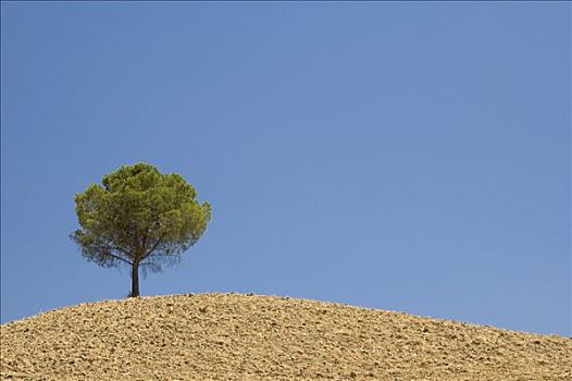 松树,山,克里特岛,托斯卡纳,意大利