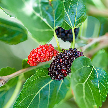 成熟,黑色,红色浆果,黑莓,树