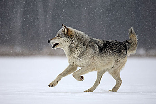 东方,大灰狼,狼,非洲野犬属,自然