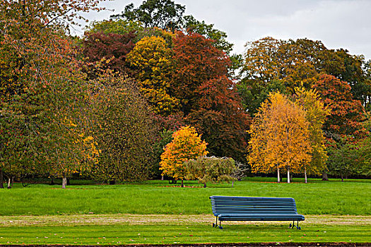秋天,彩色,树,公园长椅,苏格兰边境,苏格兰