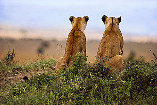 雌狮,看,捕食,狮子,肯尼亚