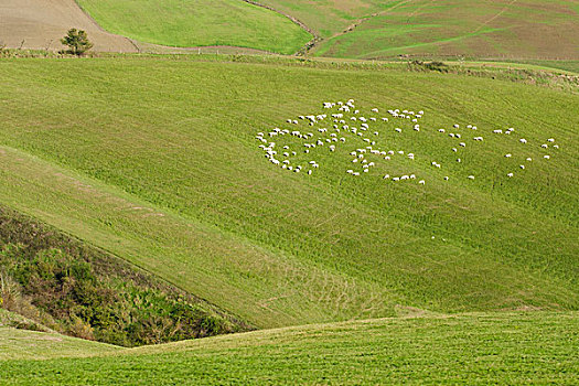 俯拍,羊乳干酪,绵羊,放牧,草地,托斯卡纳,乡村