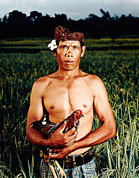 印度尼西亚,巴厘岛,乌布,稻米,农民,稻田,拿着