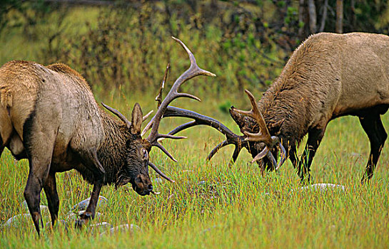 麋鹿,鹿属,鹿,雄性,艾伯塔省,加拿大