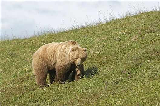 棕熊,幼兽,德纳里峰国家公园,阿拉斯加,美国