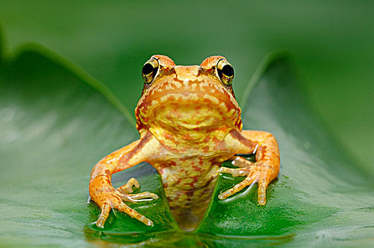 蛙,中国林蛙,幼小