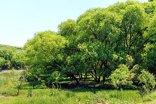 夏天葱郁的柳树树林