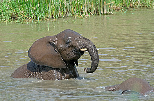 大象,沐浴,东非,坦桑尼亚