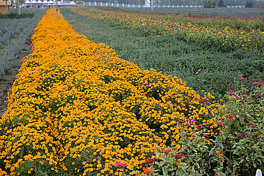 菊花,黄菊花