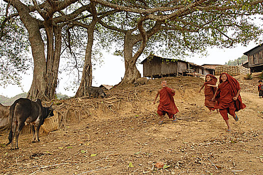 年轻,僧侣,乡村,道路,菩提树,钟点,走,远景,卡劳,南方,掸邦,缅甸
